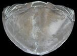 Long Enrolled Isotelus Trilobite From Ohio #39062-1